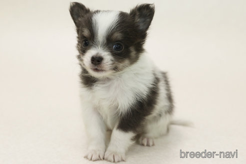 成約済の神奈川県のチワワ(ロングコート)-368094の1枚目